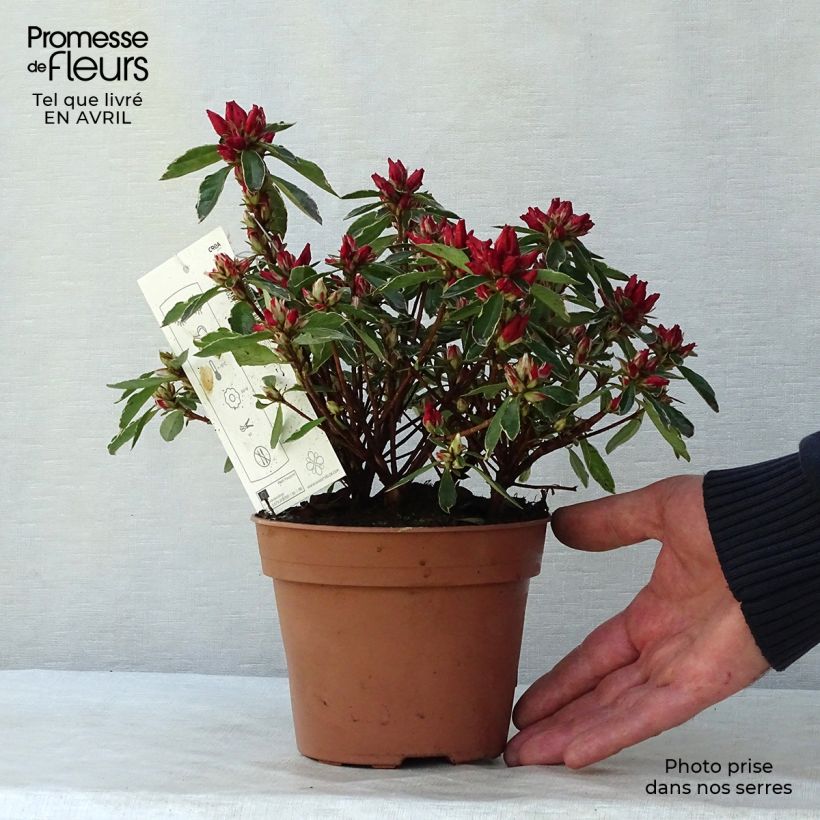 Spécimen de Azalée japonaise Hot Shot Pot de 2L/3L tel que livré au printemps