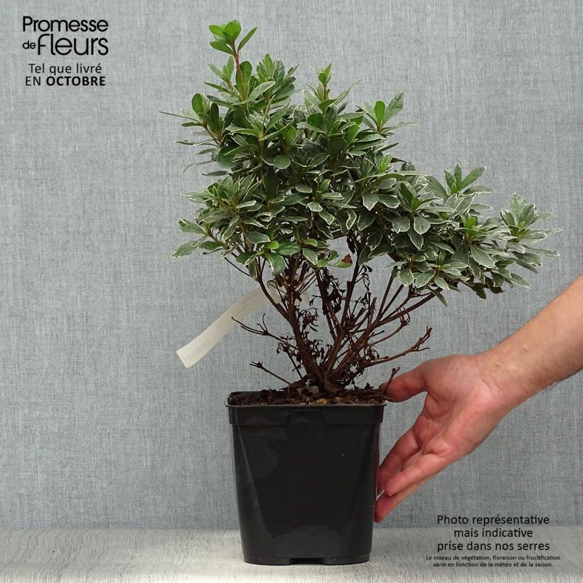 Spécimen de Azalée japonaise Hot Shot Pot de 2L/3L tel que livré en automne