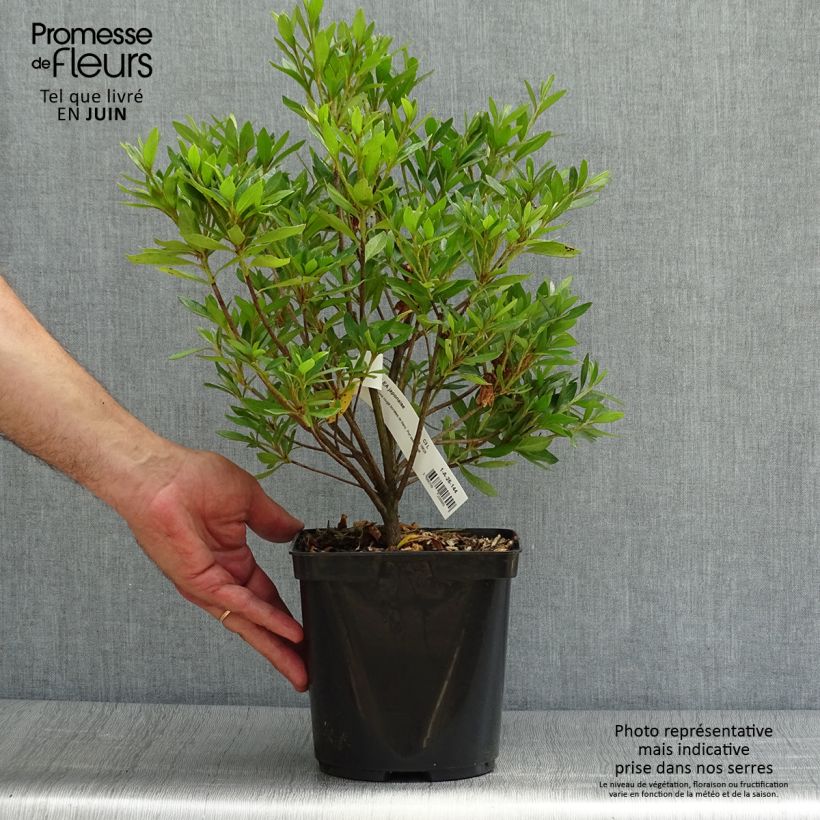 Spécimen de Azalée japonaise Melle - Rhododendron hybride Pot de 2L/3L tel que livré en été