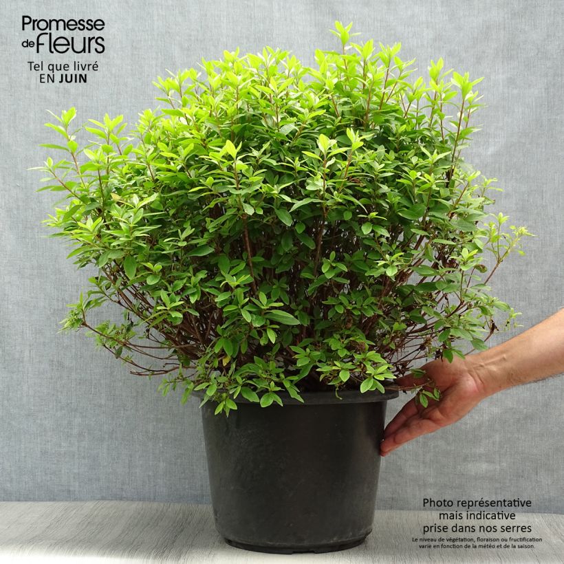 Spécimen de Azalée japonaise Mme Van Hecke Pot de 12L/15L tel que livré en été