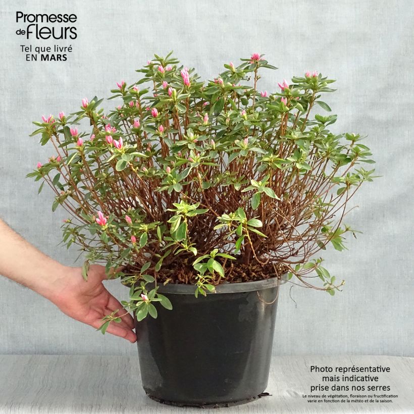 Spécimen de Azalée japonaise Mme Van Hecke en pot de 12l/15l tel que livré au printemps