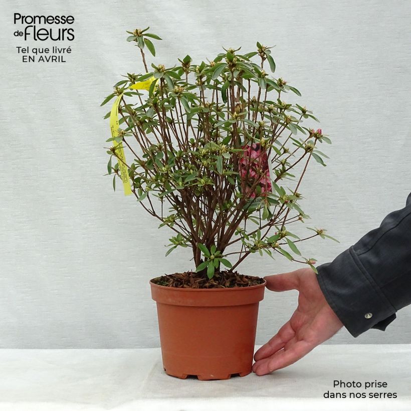 Spécimen de Azalée japonaise Mme Van Hecke en pot de 2l/3l tel que livré au printemps