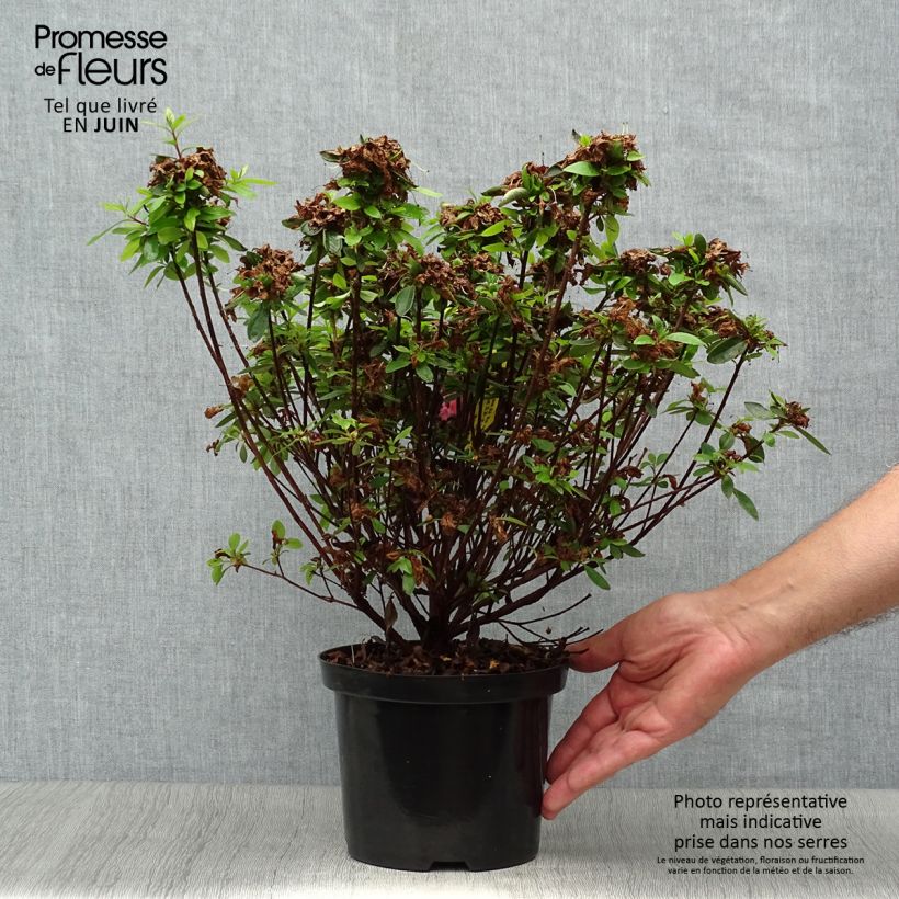 Spécimen de Azalée japonaise Mme Van Hecke Pot de 2L/3L tel que livré en été