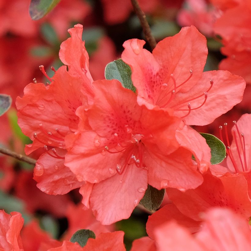 Azalée japonaise Orange Beauty - Rhododendron hybride (Floraison)