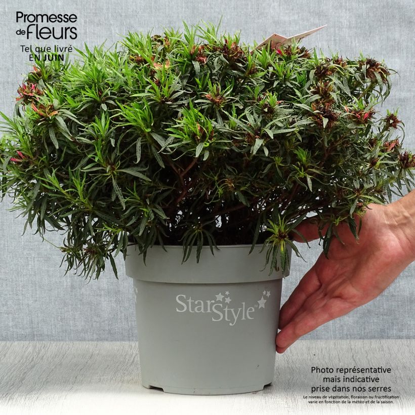 Spécimen de Azalée japonaise Star Style Pink - Azalea japonica Pot de 3L/4L tel que livré en été
