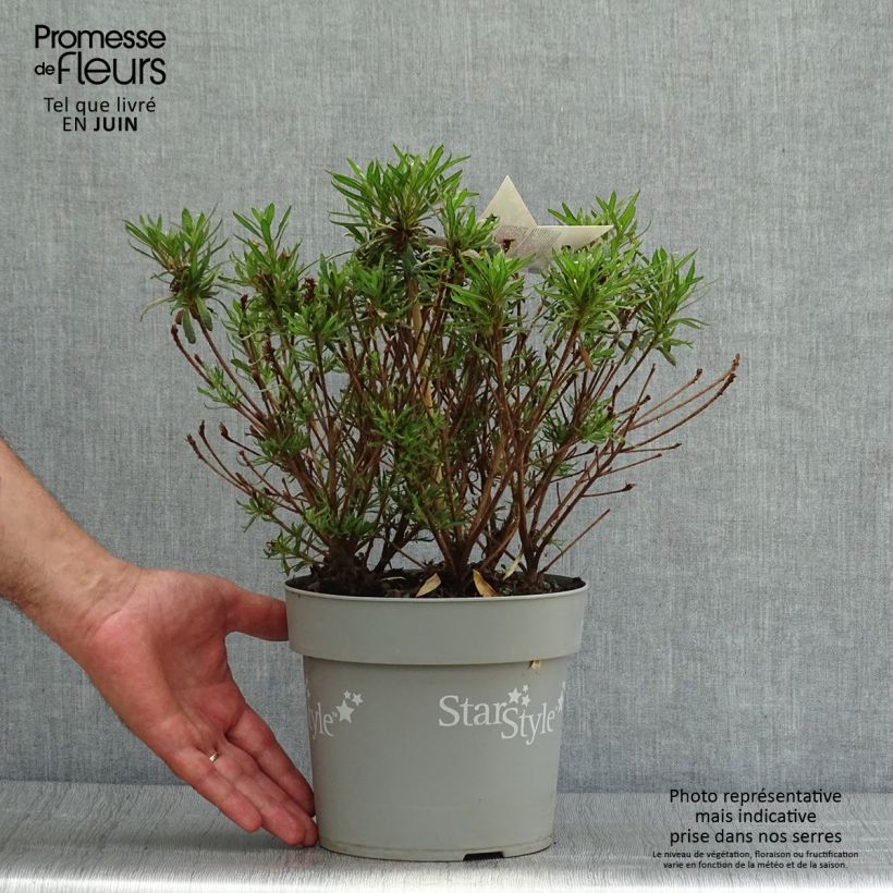Spécimen de Azalée japonaise Star Style Violet - Azalea japonica Pot de 3L/4L tel que livré en été