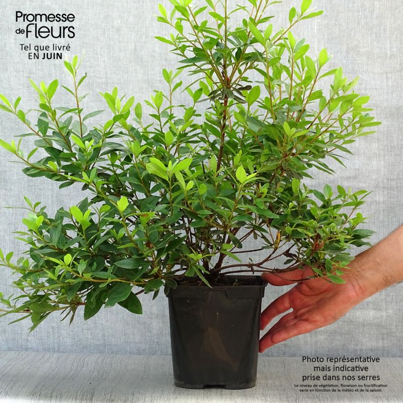 Spécimen de Azalée japonaise Tamanini - Rhododendron hybride Pot de 2L/3L tel que livré en été
