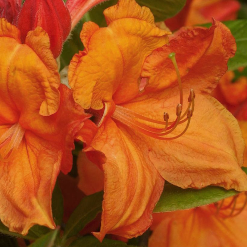 Azalée Glowing Embers - Rhododendron molle (Floraison)