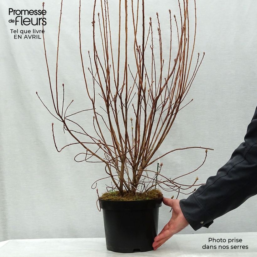Spécimen de Azalée mollis Viscosa - Azalée des marais Pot de 4L/5LHauteur livrée env. 120/140cm tel que livré au printemps