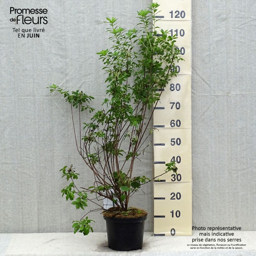Spécimen de Azalée mollis Viscosa - Azalée des marais Pot de 4L/5L tel que livré en été