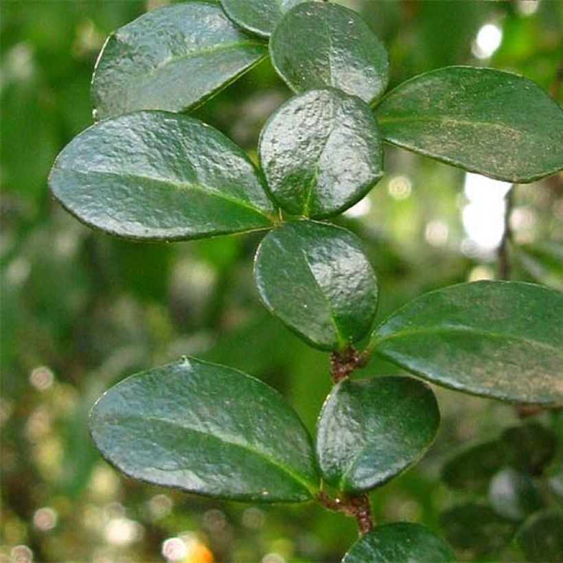 Azara microphylla - Mimosa du Chili (Feuillage)