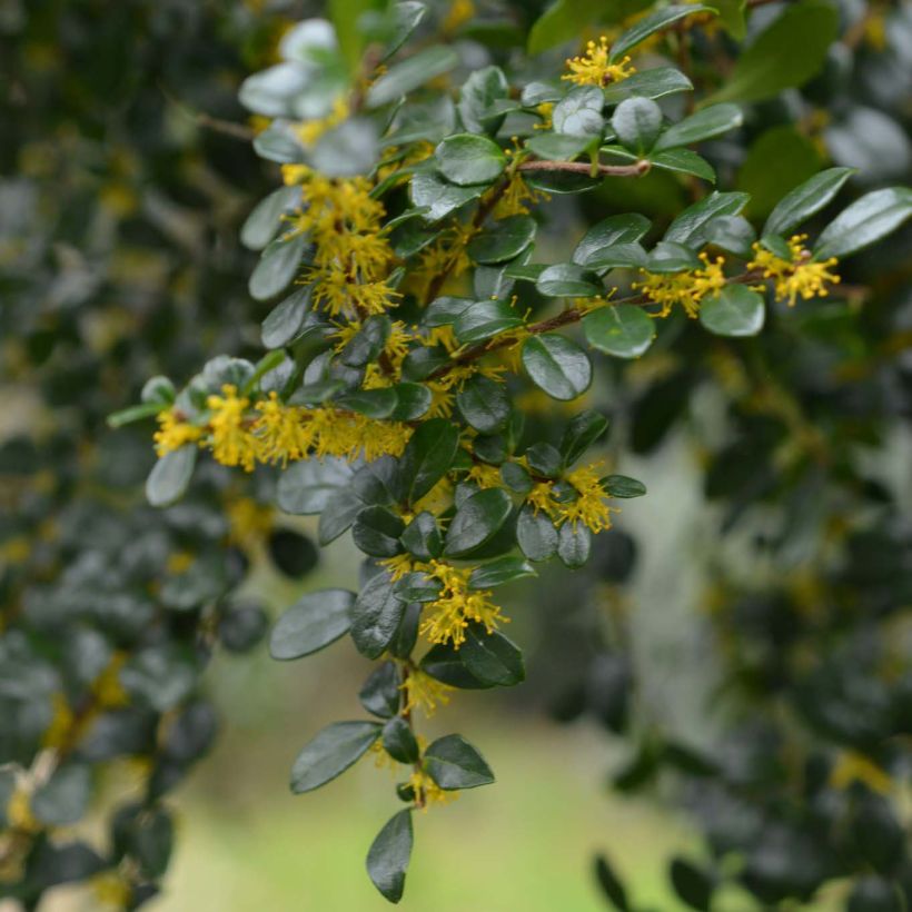 Azara microphylla - Mimosa du Chili (Floraison)