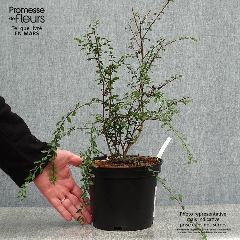 Spécimen de Azara microphylla - Mimosa du Chili tel que livré au printemps