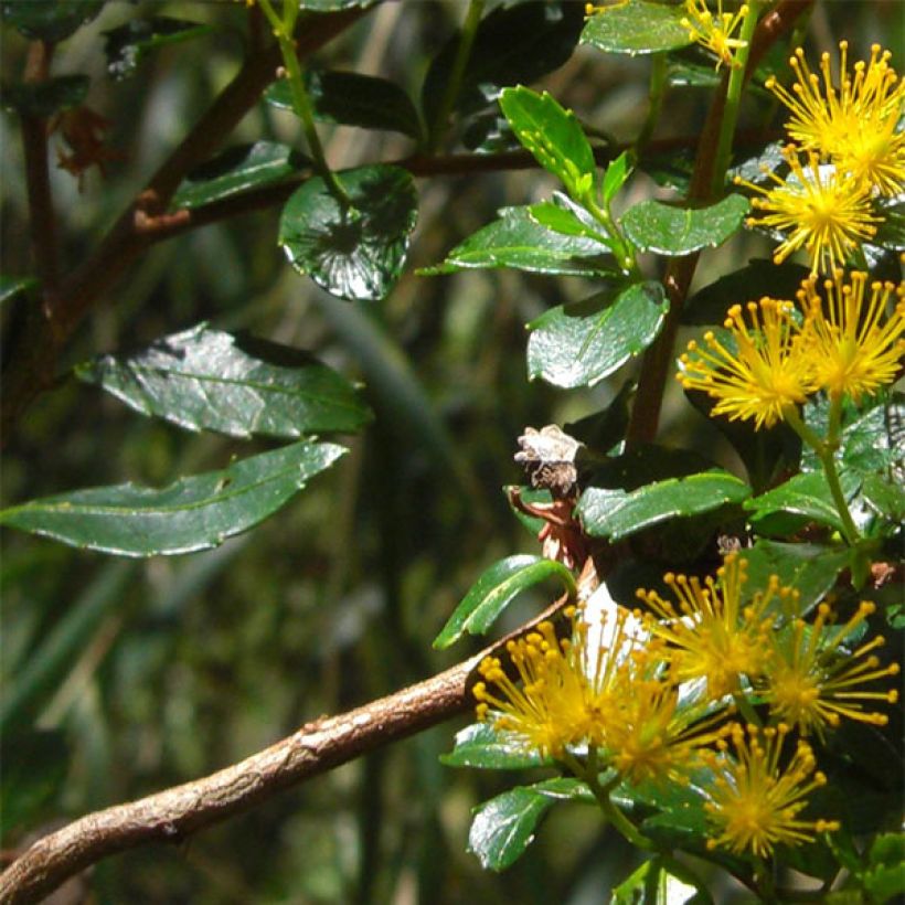 Azara serrata - Azara à dents de scie (Feuillage)