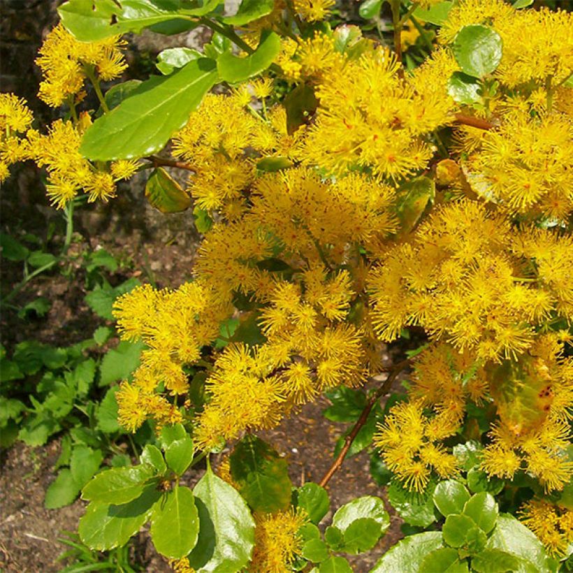 Azara serrata - Azara à dents de scie (Floraison)