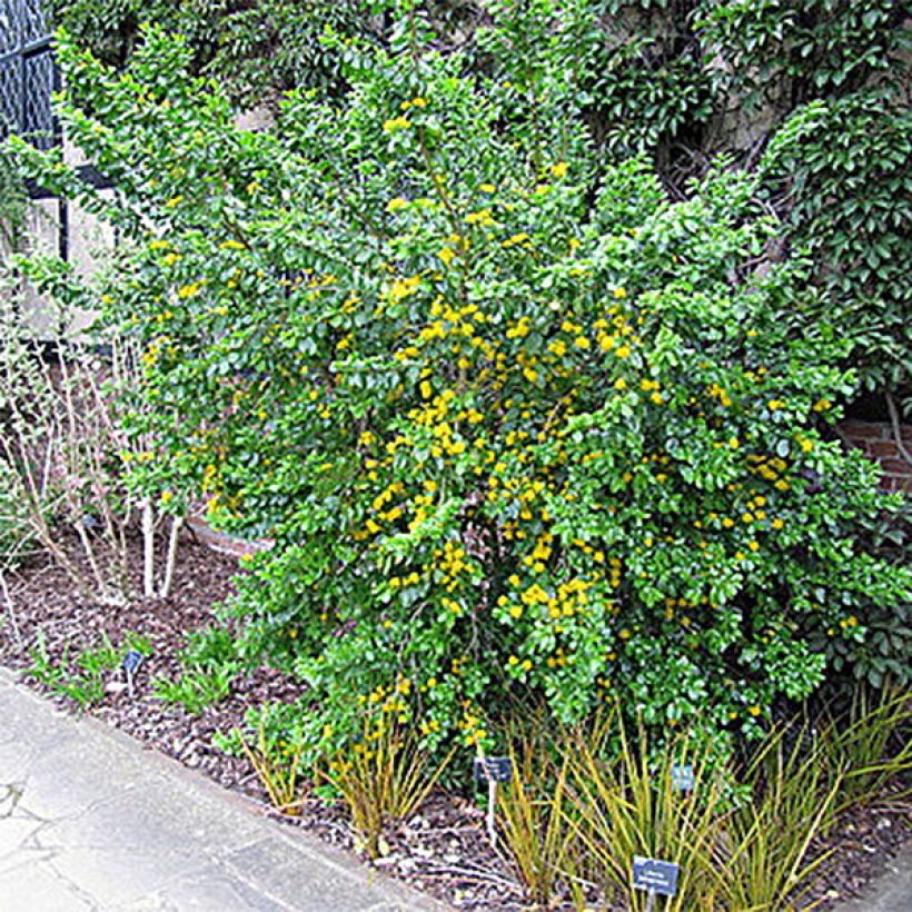 Azara serrata - Azara à dents de scie (Port)