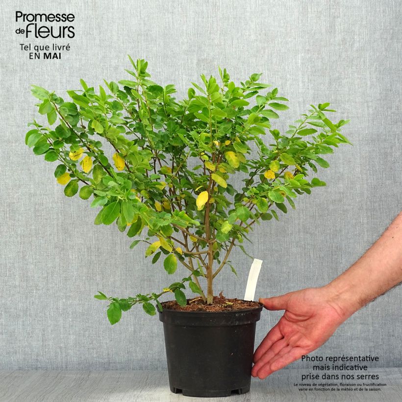 Spécimen de Azara serrata - Azara à dents de scie Pot de 2L/3L tel que livré au printemps