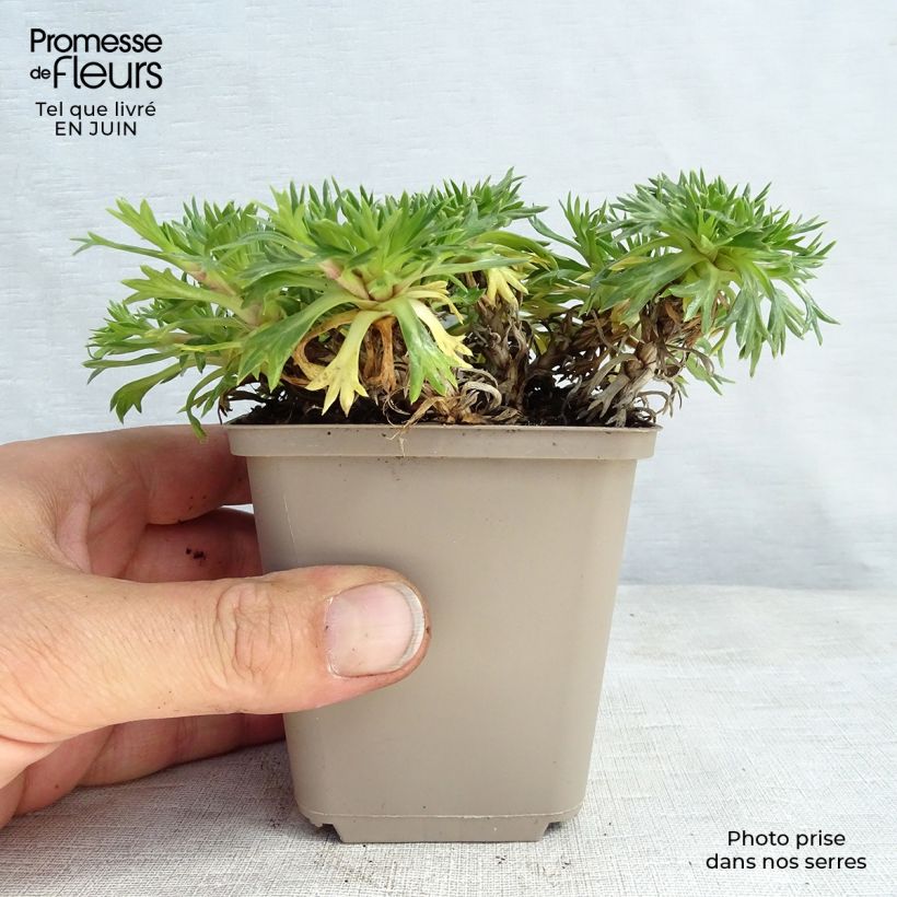 Spécimen de Azorella trifurcata - Azorelle Godet de 8/9 cm tel que livré en été