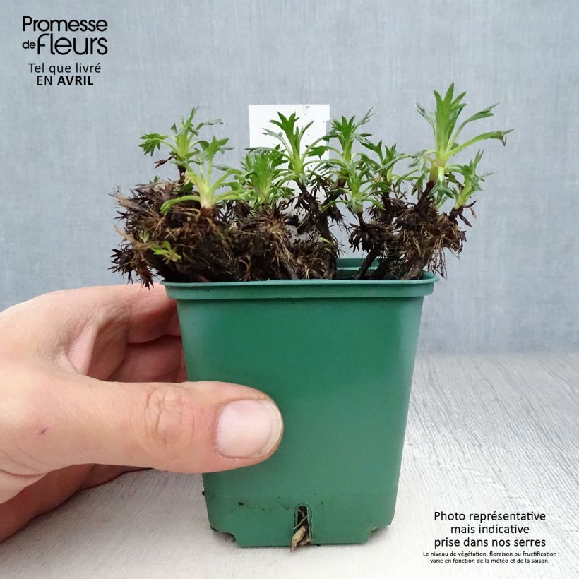 Spécimen de Azorella trifurcata - Azorelle Godet de 9cm tel que livré au printemps