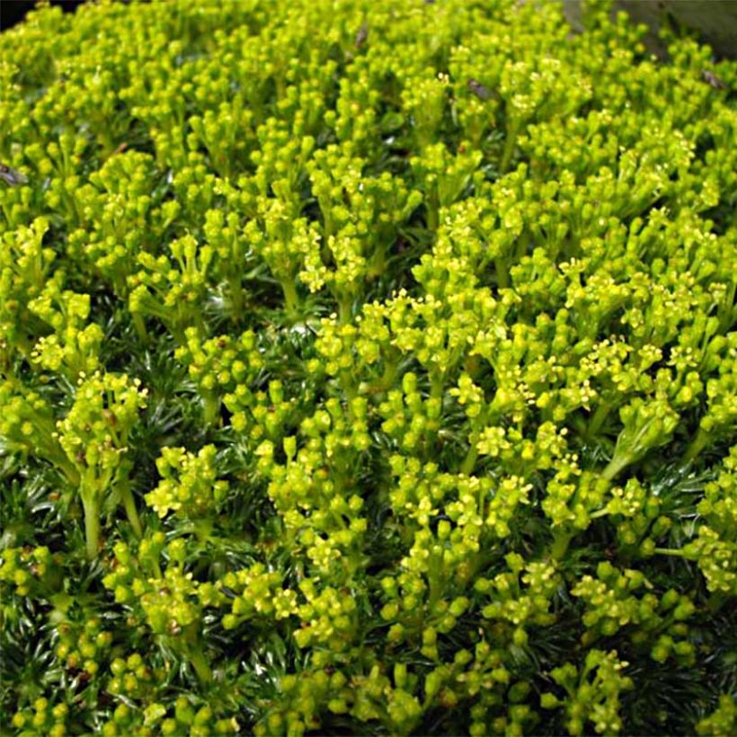 Azorella trifurcata Nana - Azorelle  (Floraison)