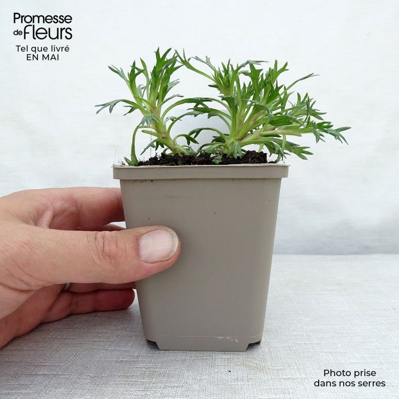 Spécimen de Azorella trifurcata Nana - Azorelle  Godet de 8 cm tel que livré au printemps