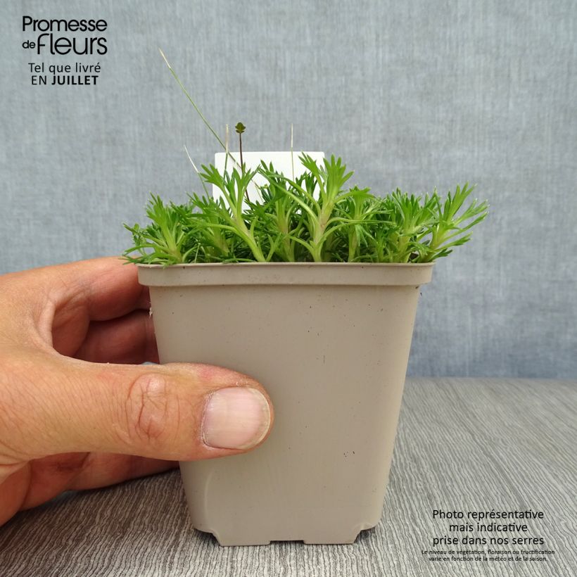 Spécimen de Azorella trifurcata Nana - Azorelle  Godet de 8/9 cm tel que livré en été