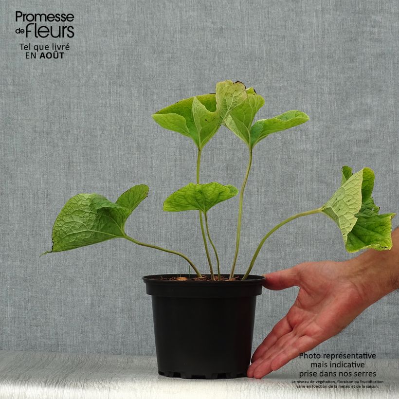 Spécimen de Brunnera macrophylla Betty Bowring - Myosotis du Caucase Pot de 2L/3L tel que livré en été