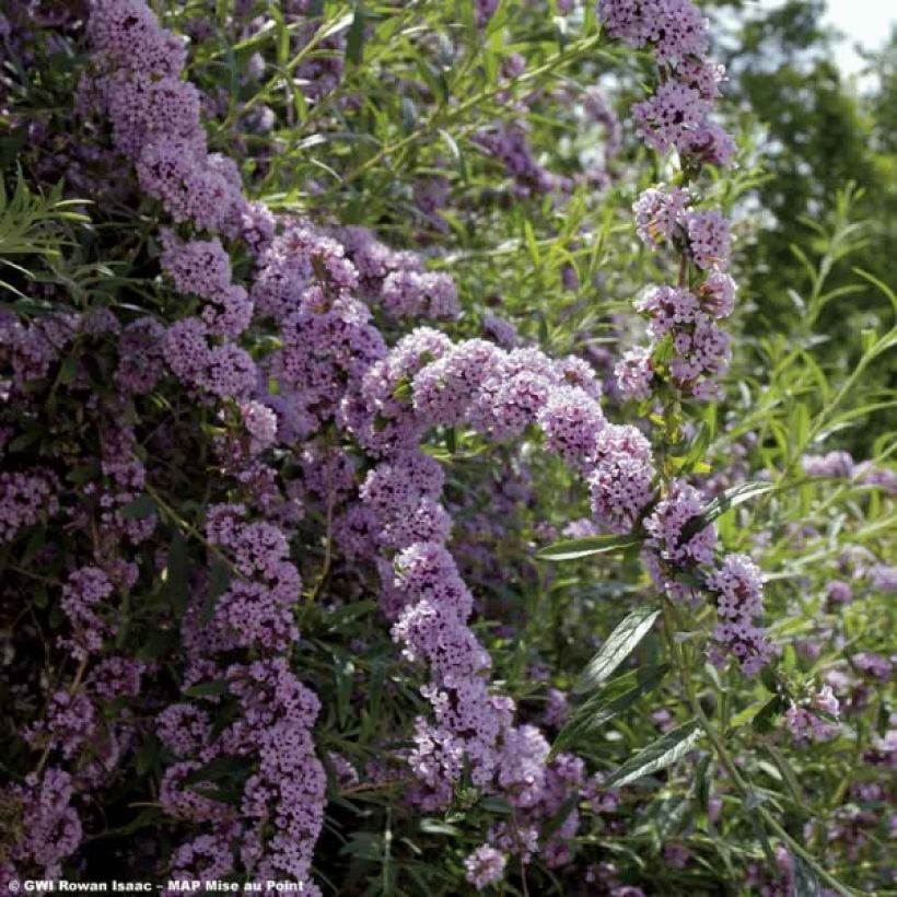 Buddleia alternifolia - Arbre aux papillons (Floraison)