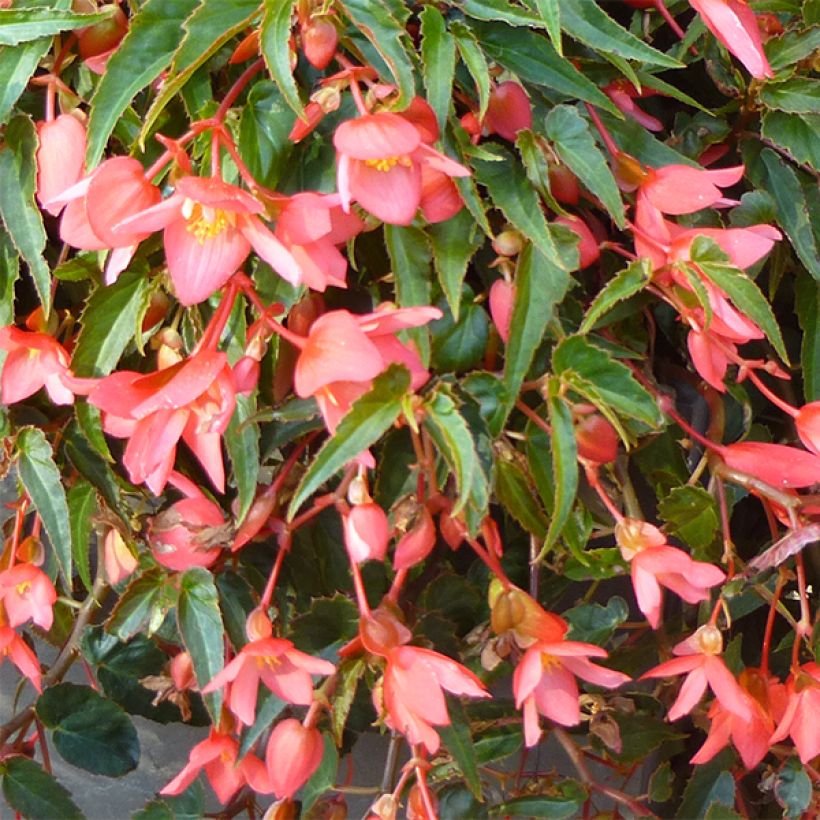 Bégonia retombant Summerwings Pink Elegance (Floraison)