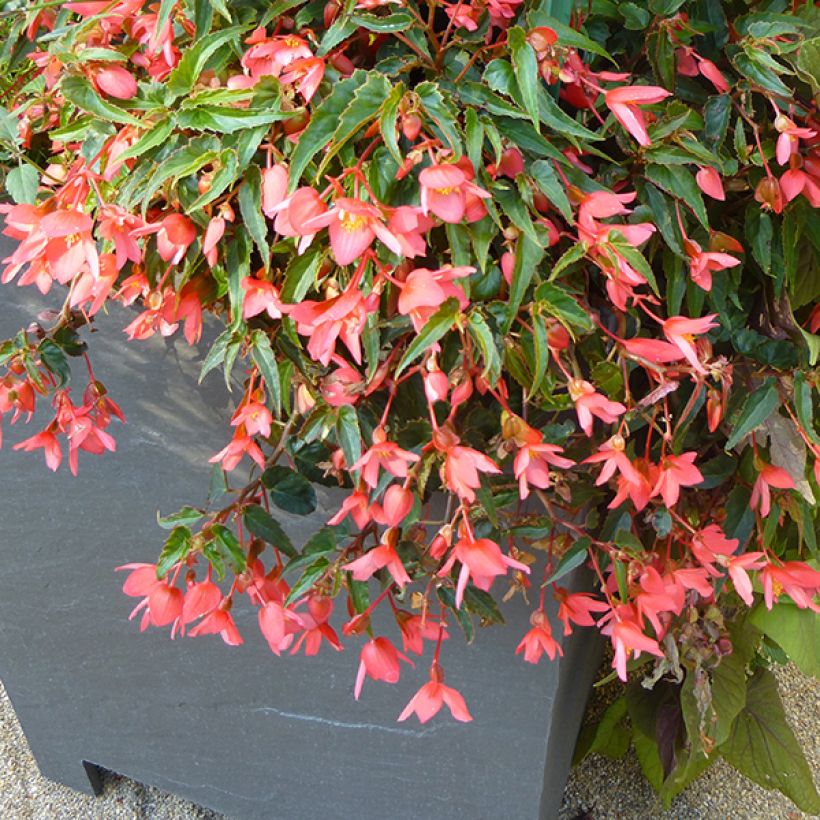 Bégonia retombant Summerwings Pink Elegance (Port)