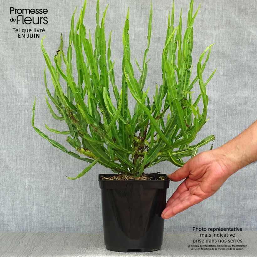 Spécimen de Baccharis genistelloides Pot de 3L/4L tel que livré en été