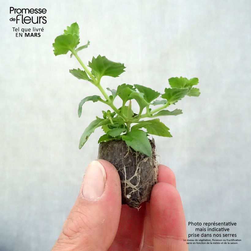 Spécimen de Bacopa Gulliver Blue Sensation  Mini-motte 4 cm tel que livré au printemps