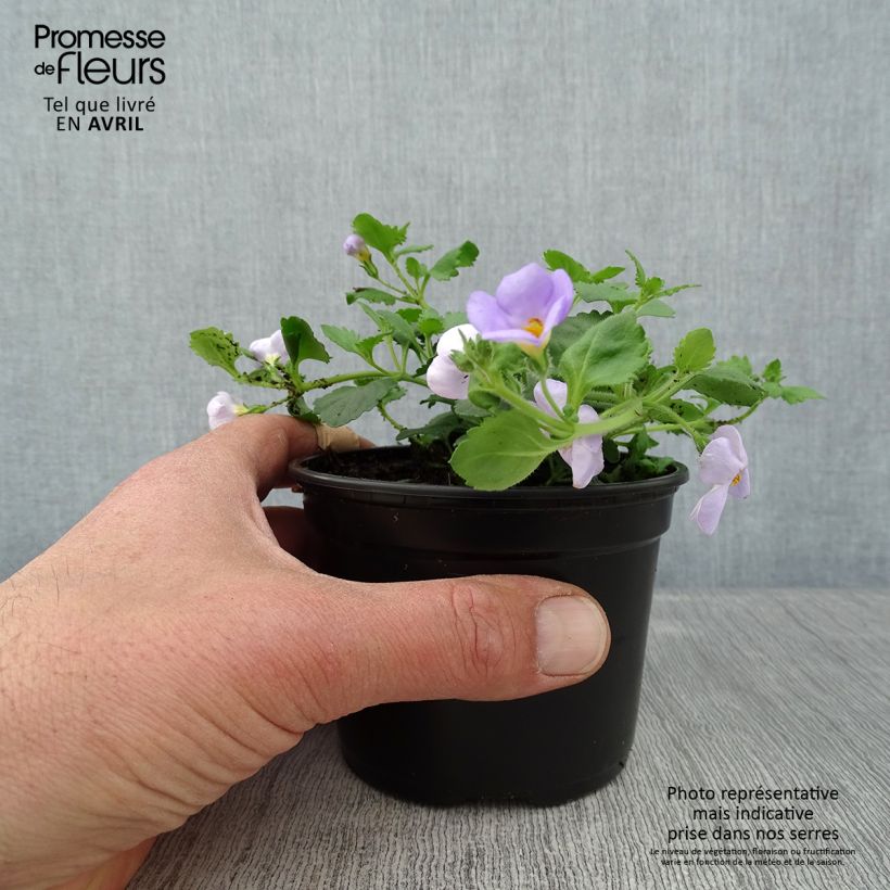 Spécimen de Bacopa Gulliver Blue Sensation  - Pot de 10 cm/11cm tel que livré au printemps