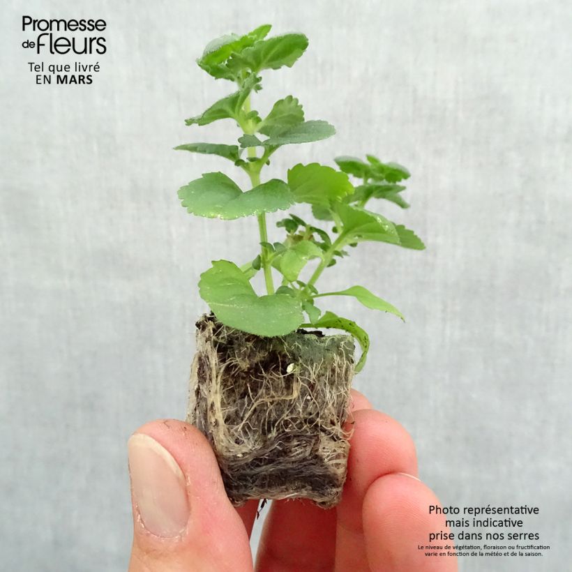 Spécimen de Bacopa Gulliver Dynamic White Mini-motte 4 cm tel que livré au printemps
