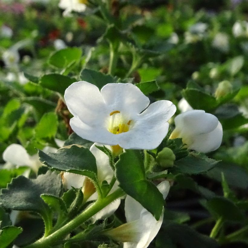 Bacopa Gulliver Dynamic White (Floraison)