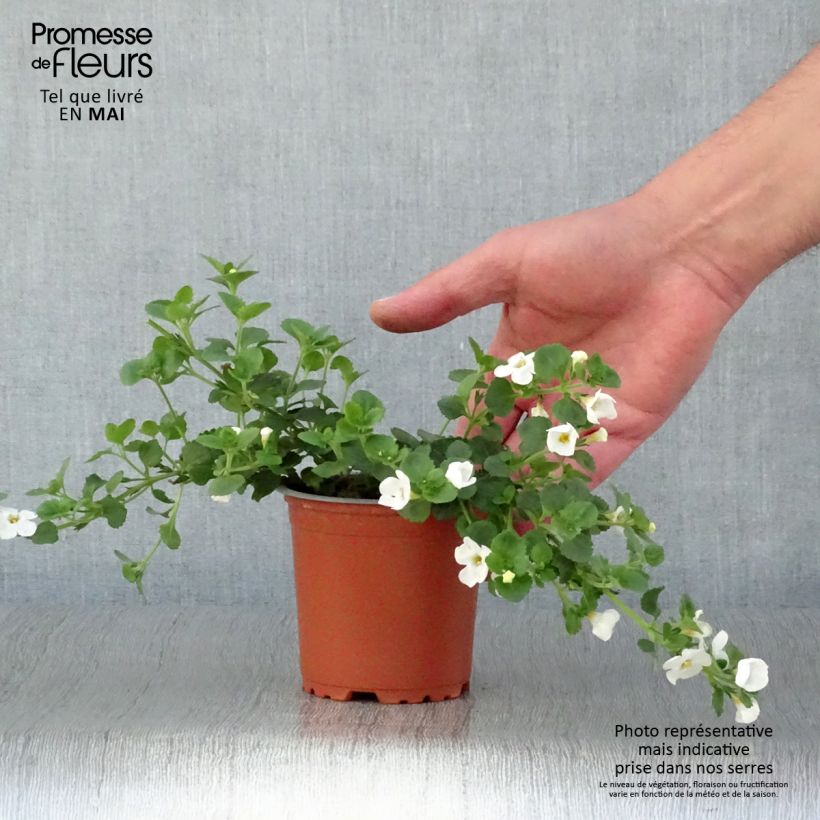 Spécimen de Bacopa Gulliver Dynamic White - godet de 8/9cm tel que livré au printemps