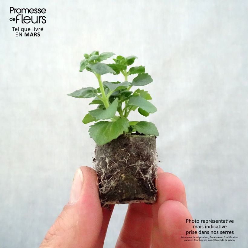 Spécimen de Bacopa Gulliver Pink Heart imp. Mini-motte 4 cm tel que livré au printemps