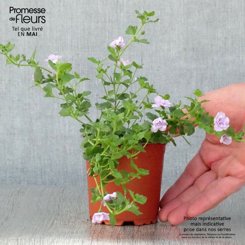 Spécimen de Bacopa Scopia Double Lavender - godet de 8/9cm tel que livré au printemps