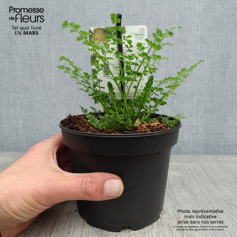 Spécimen de Baldellia ranunculoides - Alisma fausse-renoncule Godet de 8/9 cm tel que livré au printemps