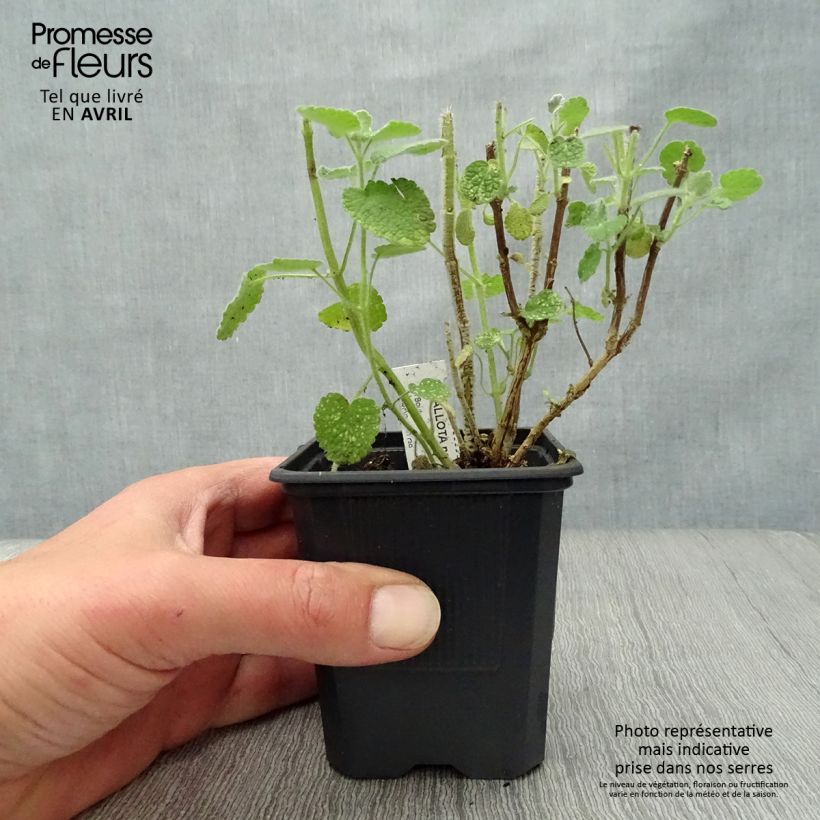 Spécimen de Ballota pseudodictamnus - Ballote pseudodictame Godet de 9cm tel que livré au printemps