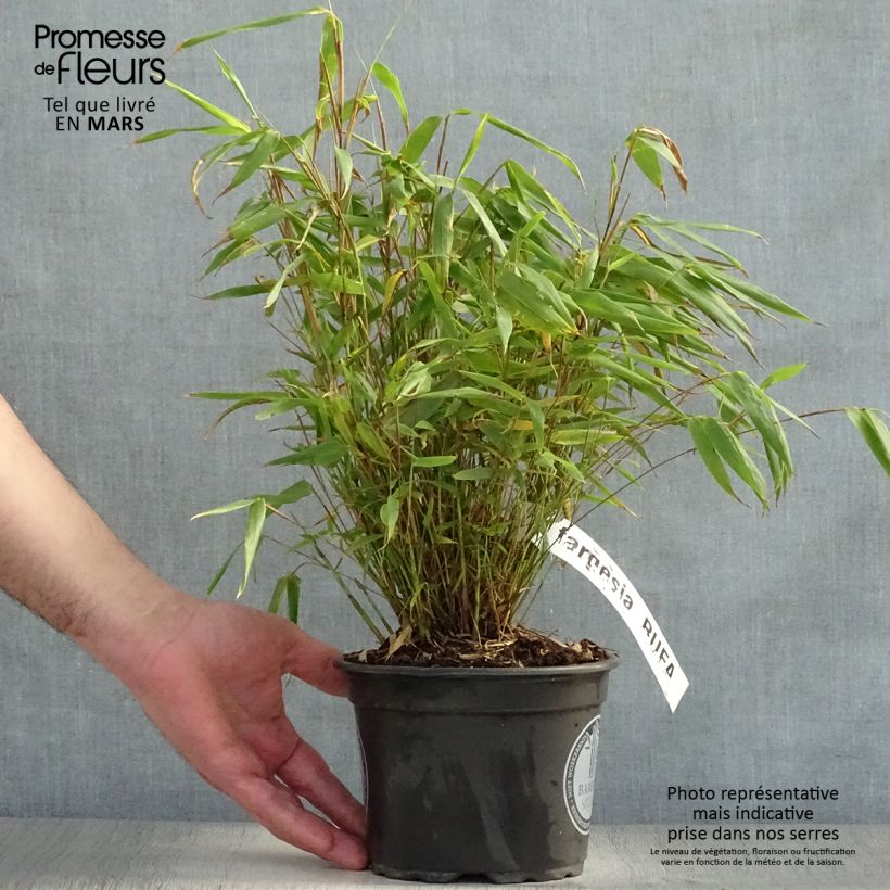 Spécimen de Bambou non traçant - Fargesia rufa Pot de 2L/3LHauteur livrée env. 30/40cm tel que livré au printemps