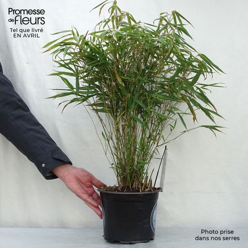 Spécimen de Bambou non traçant - Fargesia rufa Pot de 4L/5LHauteur livrée env. 60/80cm tel que livré au printemps