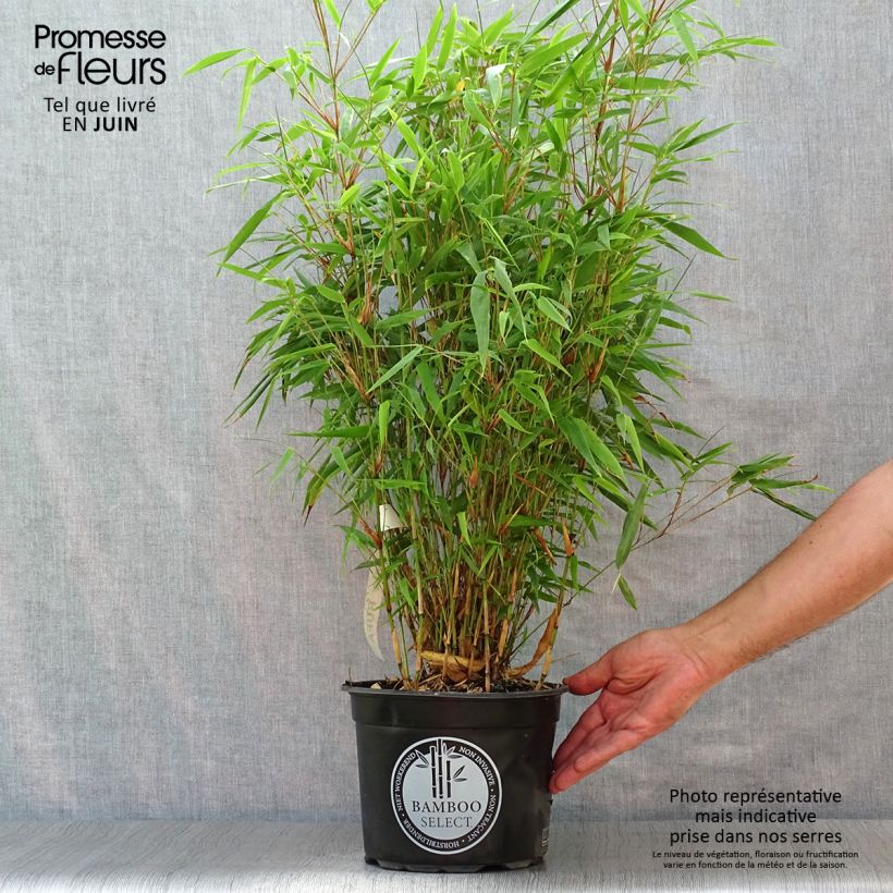 Spécimen de Bambou non traçant - Fargesia rufa Pot de 4L/5L tel que livré en été