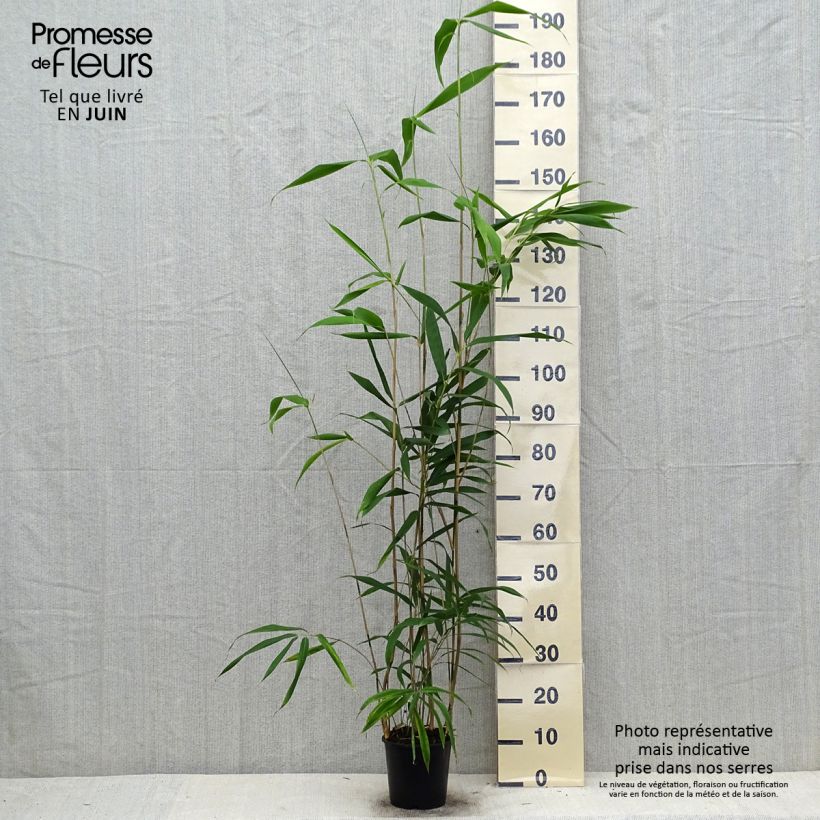 Spécimen de Bambou Métaké - Pseudosasa japonica Pot de 2L/3L tel que livré en été