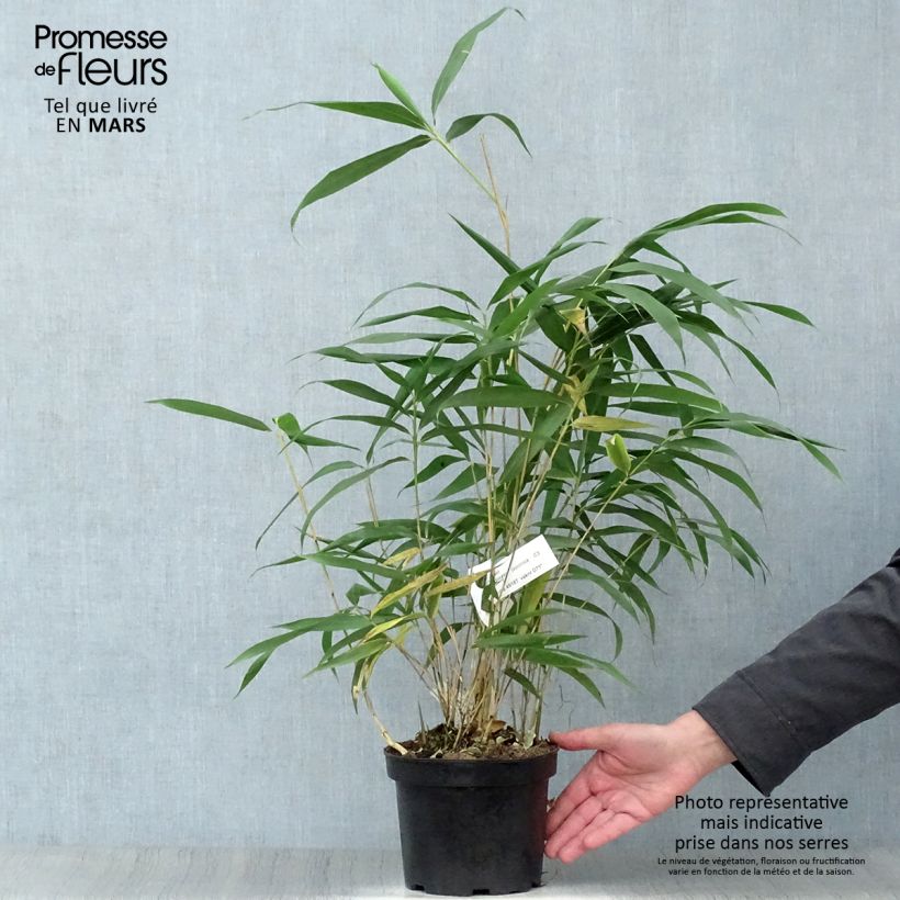 Spécimen de Bambou Métaké - Pseudosasa japonica tel que livré au printemps