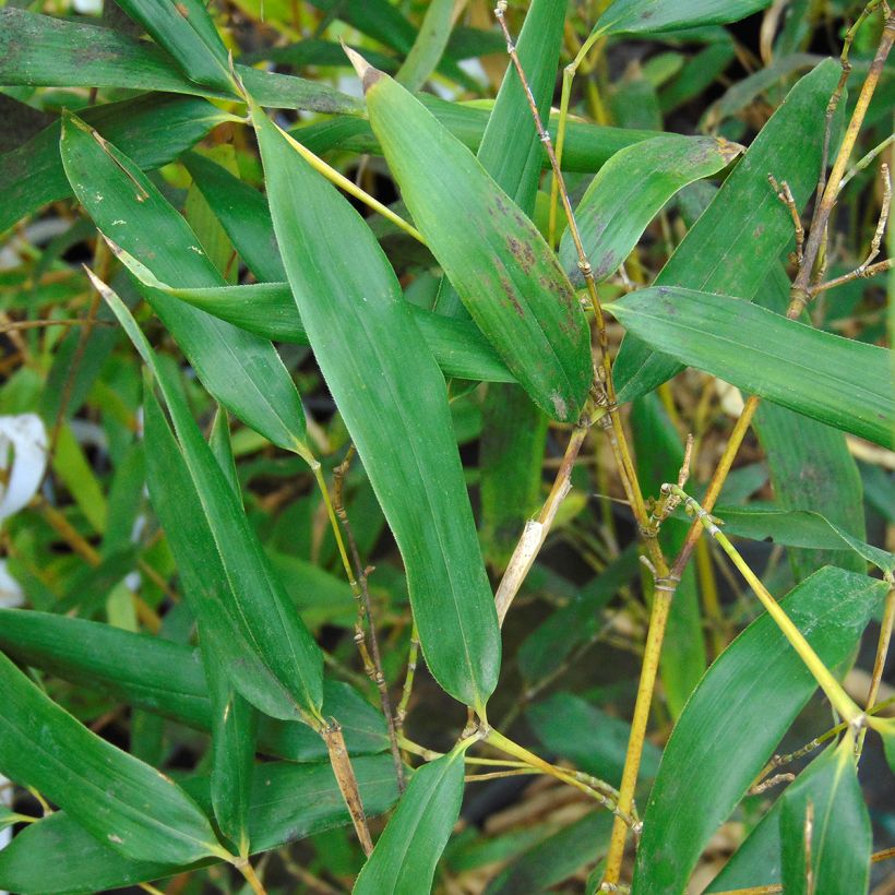 Bambou - Phyllostachys bissetii  (Feuillage)