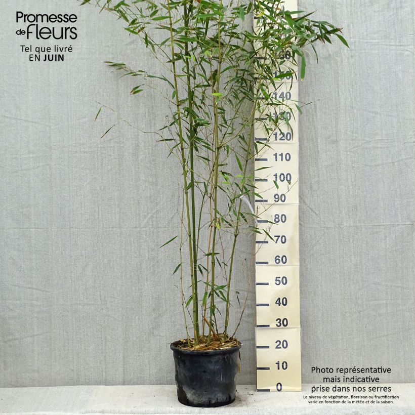 Spécimen de Bambou - Phyllostachys bissetii  Pot de 12L/15L tel que livré en été