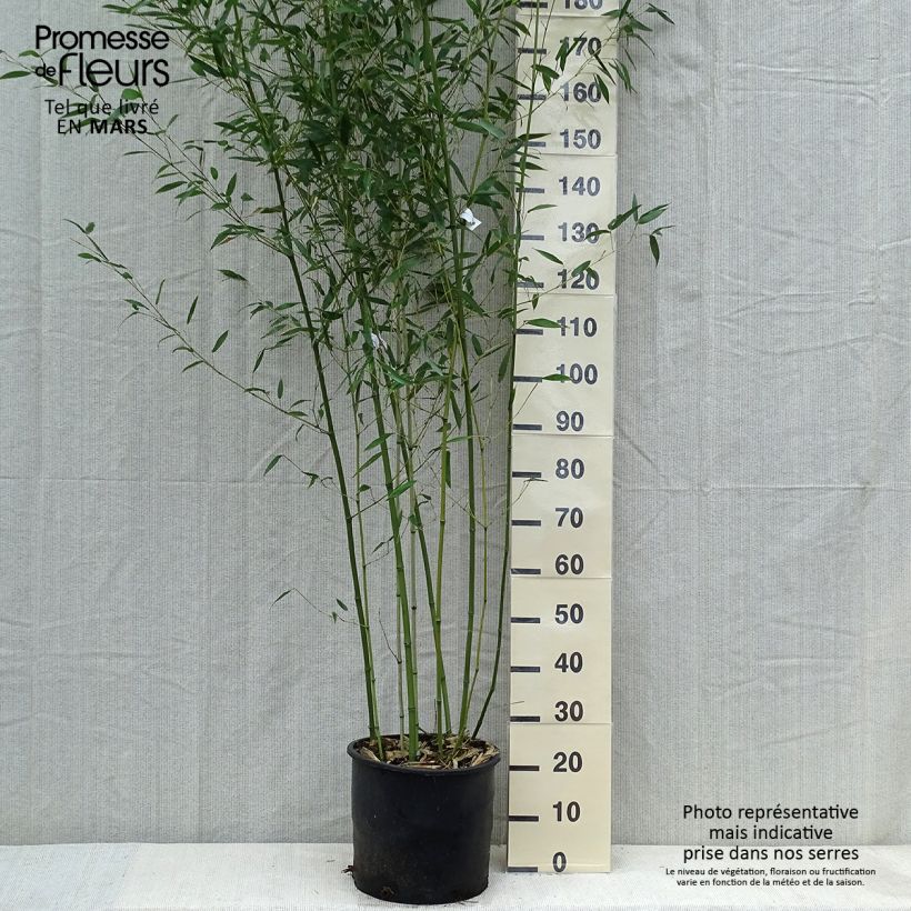 Spécimen de Bambou - Phyllostachys bissetii  tel que livré au printemps
