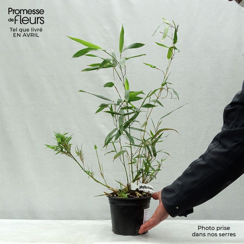 Spécimen de Bambou - Phyllostachys bissetii pot 2/3L 60/80 cm tel que livré au printemps