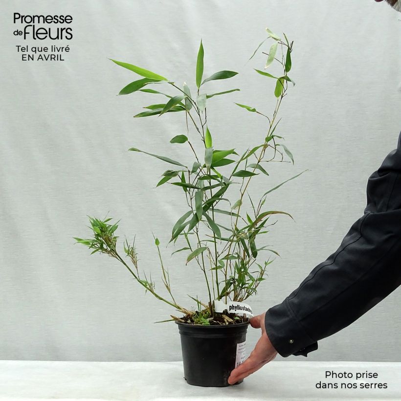 Spécimen de Bambou - Phyllostachys bissetii  tel que livré au printemps